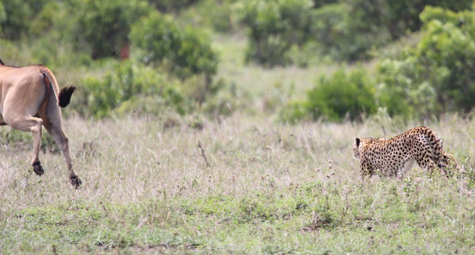 Geparden, Tano Bora, Fast Fife, erlegen Eland Antilope