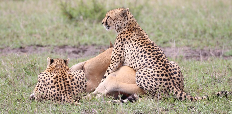 Geparden, Tano Bora, Fast Fife, erlegen Eland Antilope