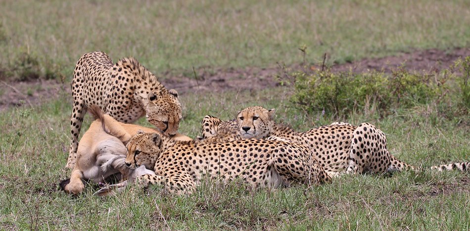 Geparden, Tano Bora, Fast Fife, erlegen Eland Antilope