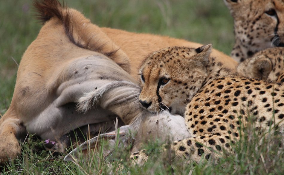 Geparden, Tano Bora, Fast Fife, erlegen Eland Antilope
