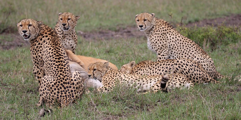 Geparden, Tano Bora, Fast Fife, erlegen Eland Antilope