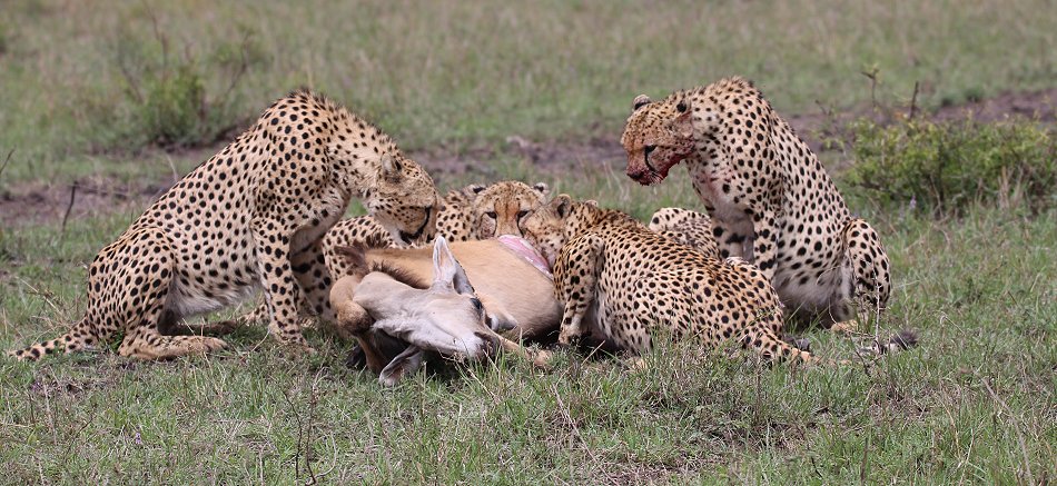 Geparden, Tano Bora, Fast Fife, erlegen Eland Antilope