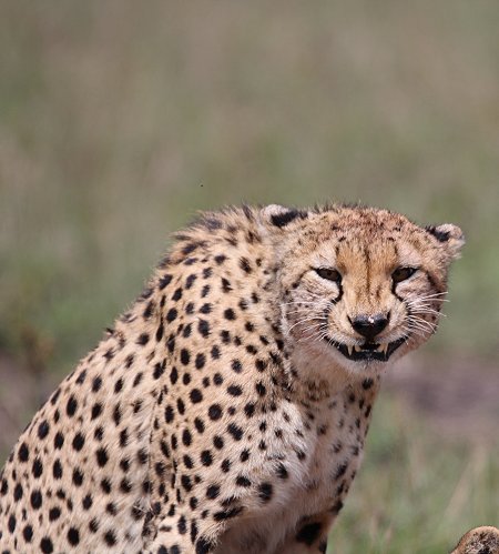 Geparden, Tano Bora, Fast Fife, erlegen Eland Antilope