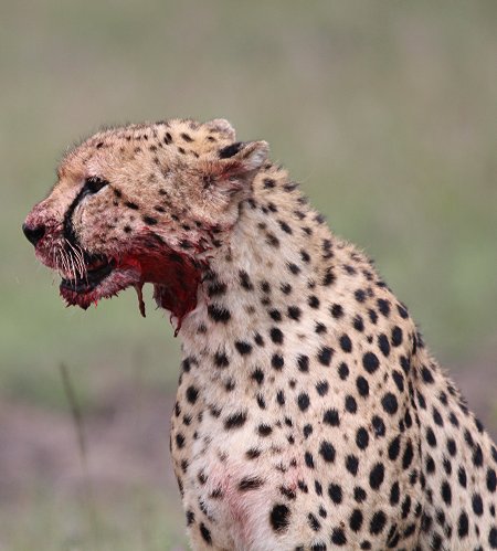 Geparden, Tano Bora, Fast Fife, erlegen Eland Antilope