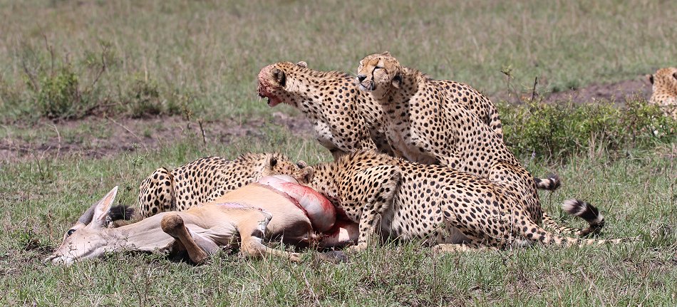 Geparden, Tano Bora, Fast Fife, erlegen Eland Antilope