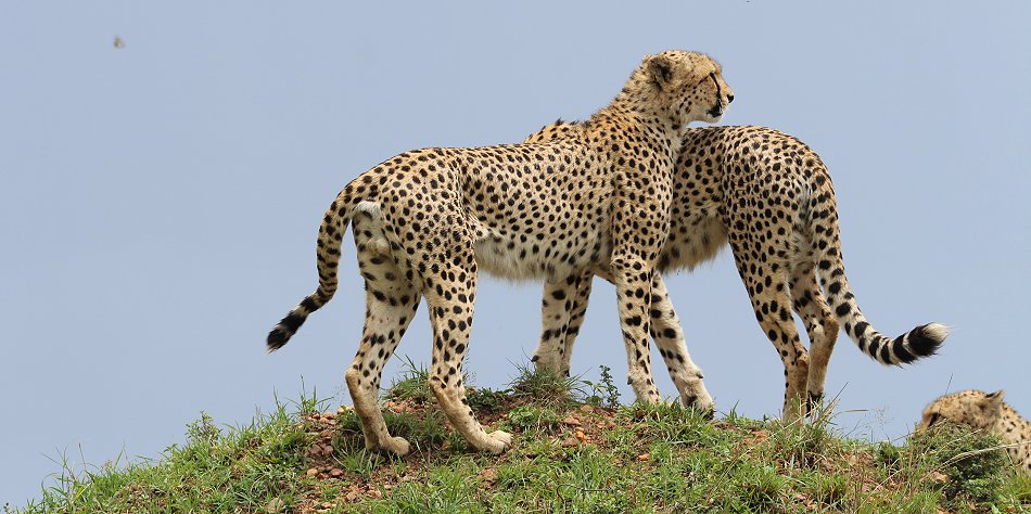 Geparden, Tano Bora, Fast Fife, erlegen Eland Antilope