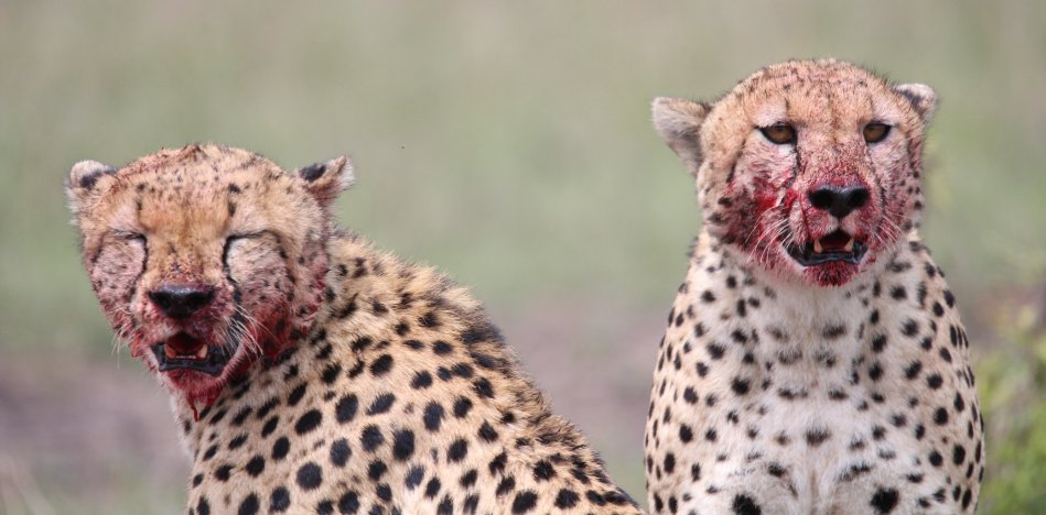 Geparden, Tano Bora, Fast Fife, erlegen Eland Antilope