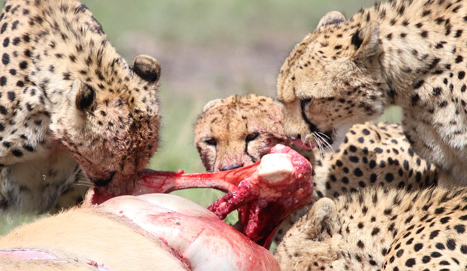 Geparden, Tano Bora, Fast Fife, erlegen Eland Antilope