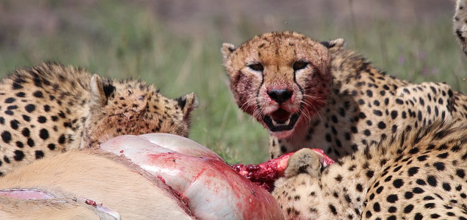 Geparden, Tano Bora, Fast Fife, erlegen Eland Antilope
