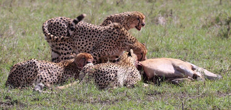 Geparden, Tano Bora, Fast Fife, erlegen Eland Antilope