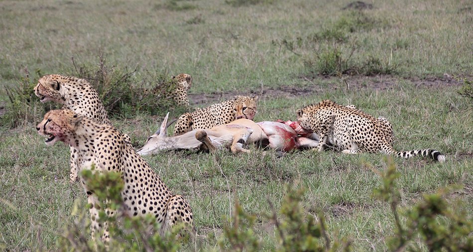 Geparden, Tano Bora, Fast Fife, erlegen Eland Antilope