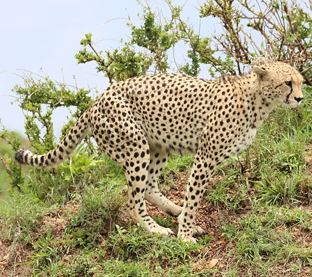 Geparden, Tano Bora, Fast Fife, erlegen Eland Antilope