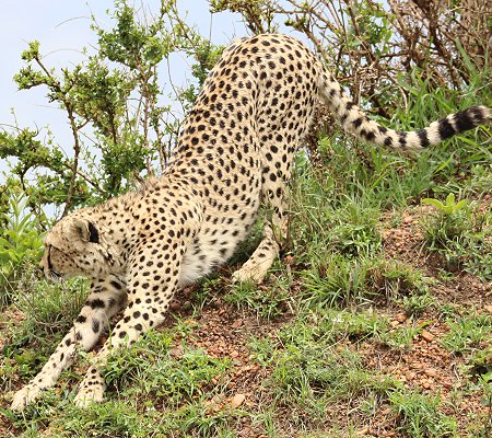 Geparden, Tano Bora, Fast Fife, erlegen Eland Antilope