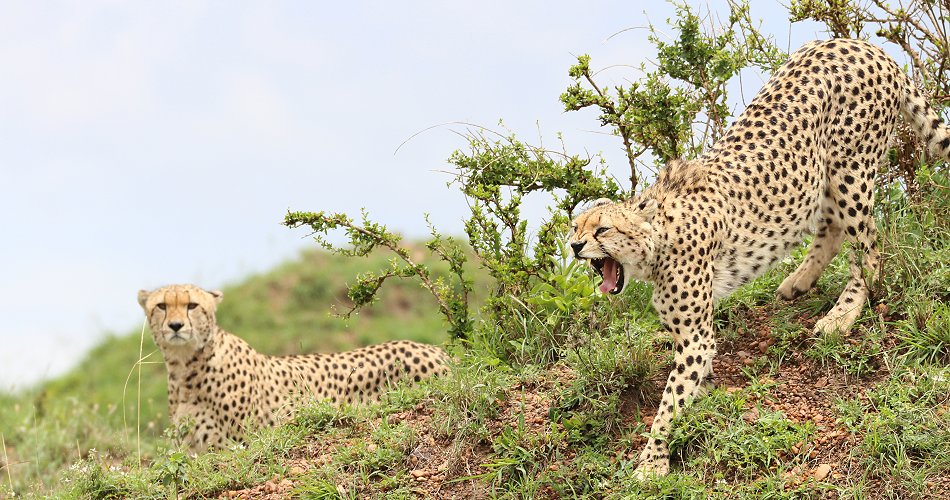 Geparden, Tano Bora, Fast Fife, erlegen Eland Antilope