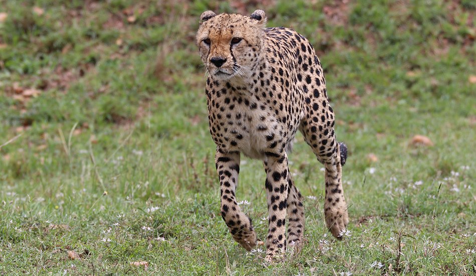 Geparden, Tano Bora, Fast Fife, erlegen Eland Antilope