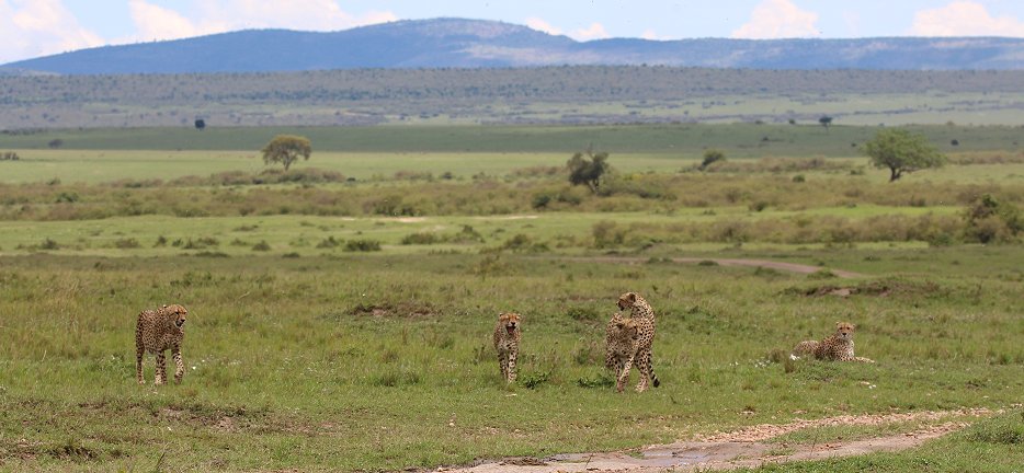 Geparden, Tano Bora, Fast Fife, erlegen Eland Antilope