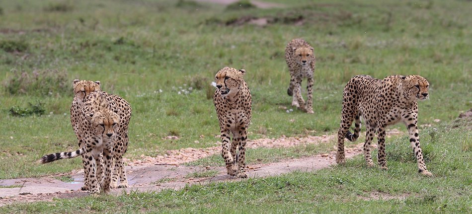 Geparden, Tano Bora, Fast Fife, erlegen Eland Antilope