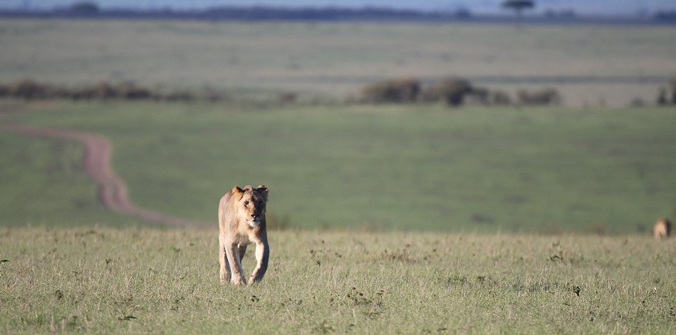 Fast Five auf der Jagd