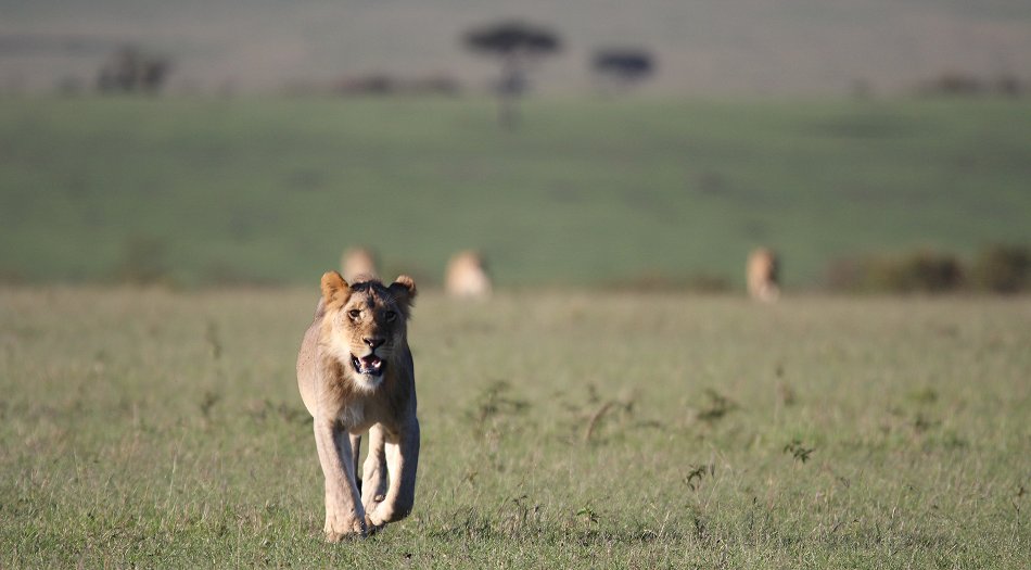 Fast Five auf der Jagd