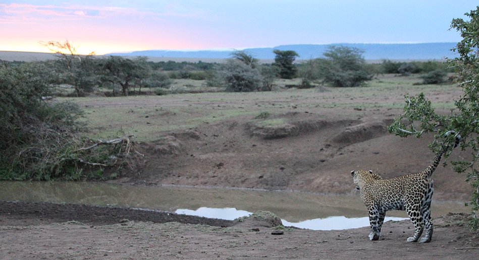 Leopard, Kaboso