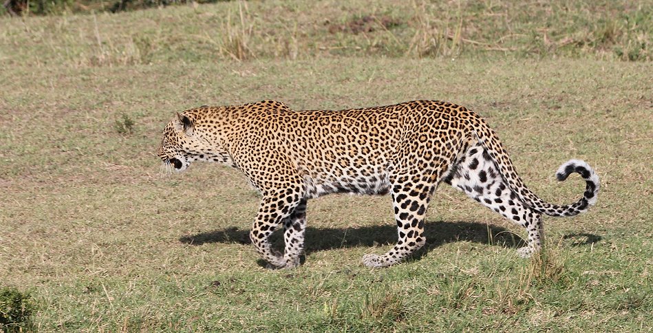 Leopard, Kaboso