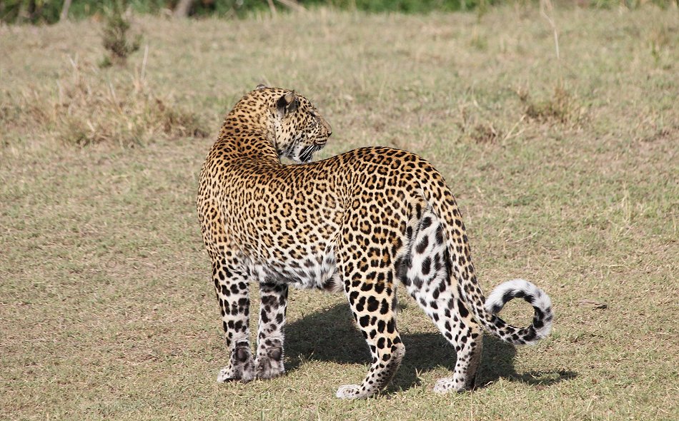 Leopard, Kaboso