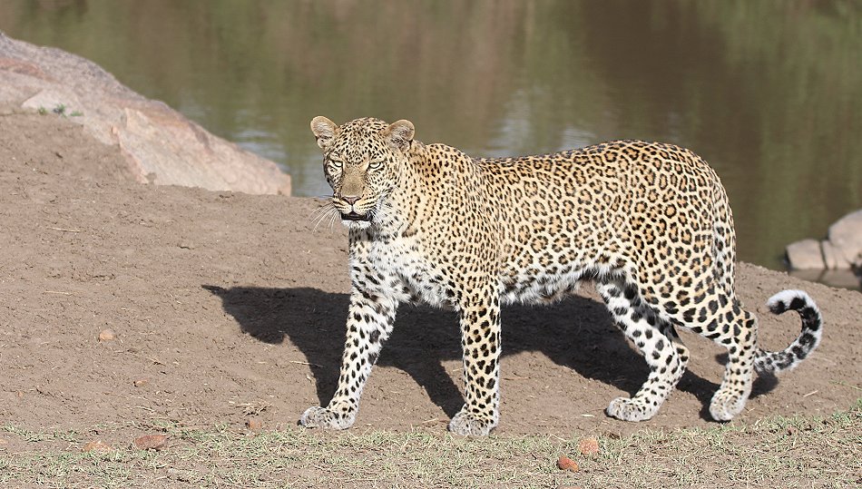 Leopard, Kaboso