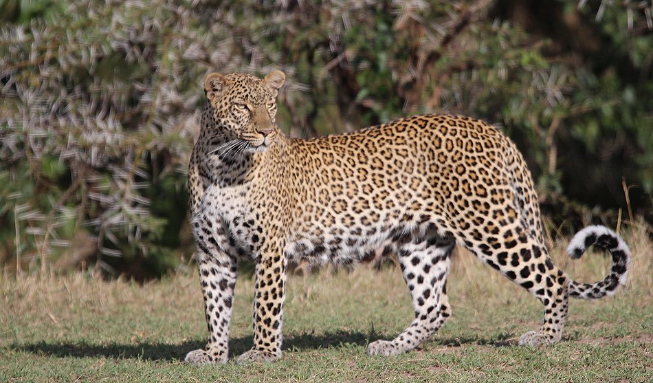 Leopard, Kaboso