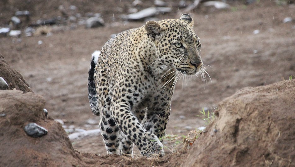 Leopard, Kaboso