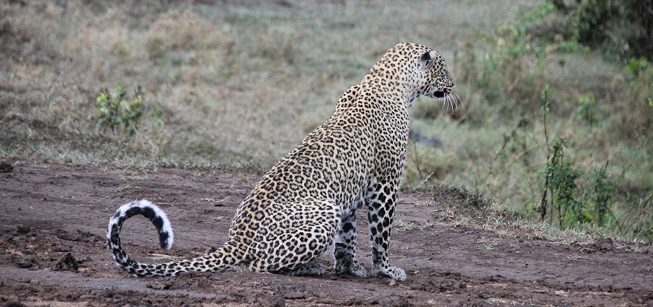 Leopard, Kaboso