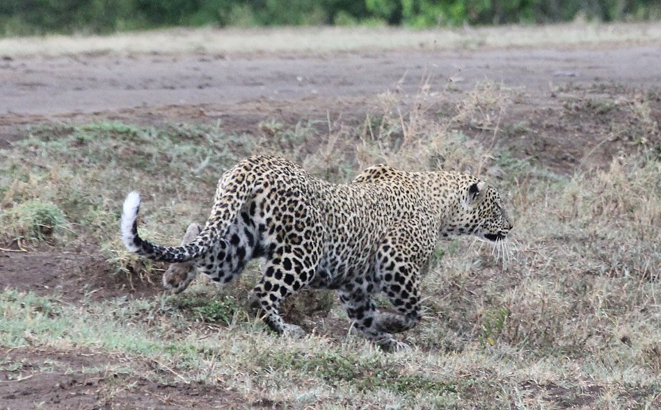 Leopard, Kaboso