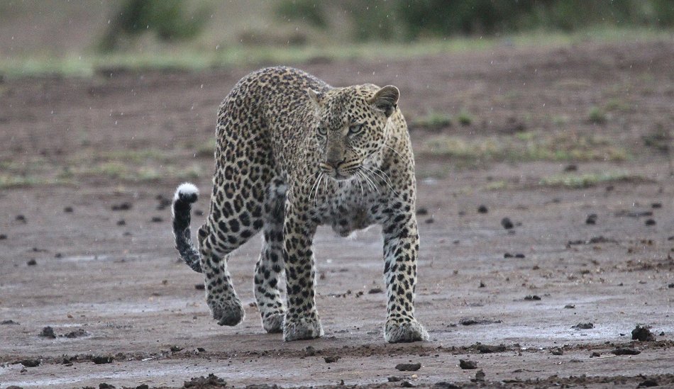 Leopard, Kaboso