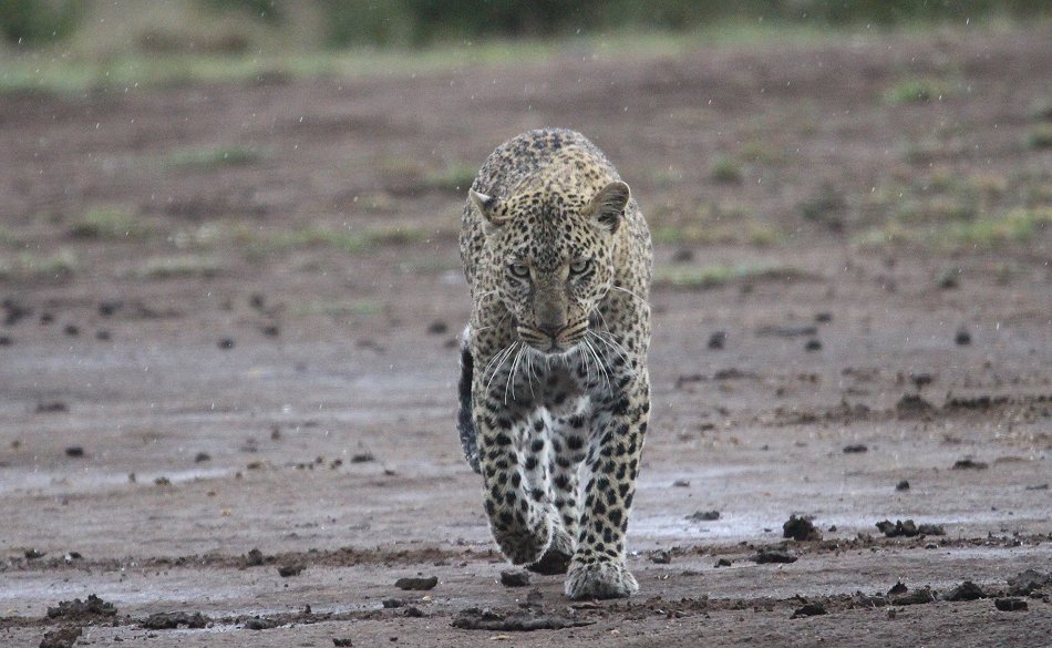 Leopard, Kaboso