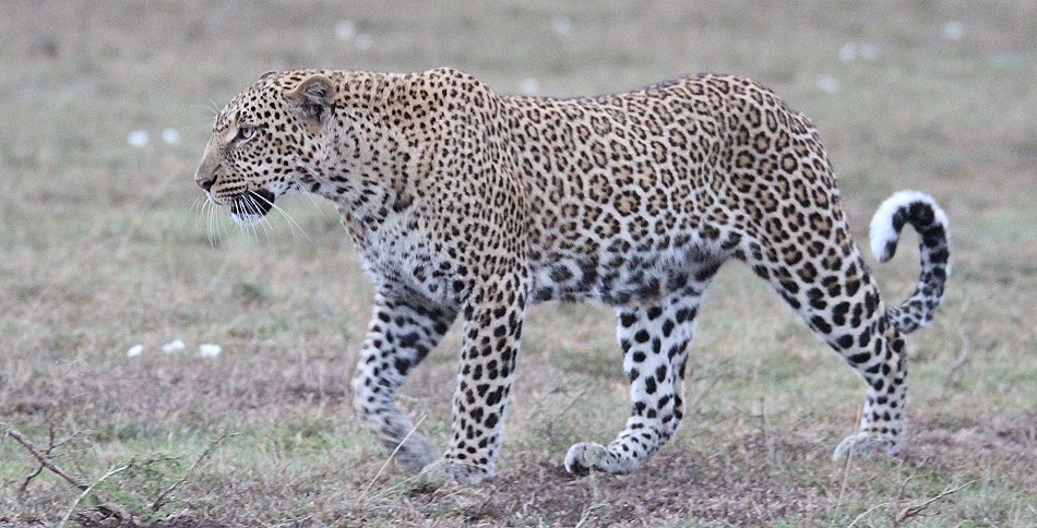 Leopard, Kaboso