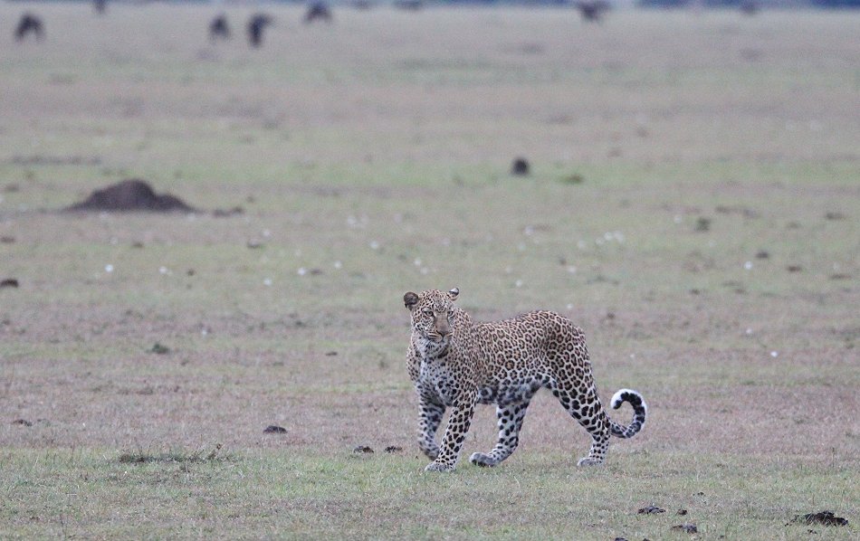 Leopard, Kaboso