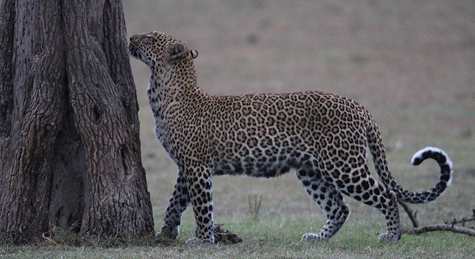 Leopard, Kaboso