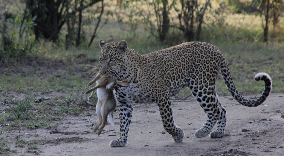 Leopard Kaboso und Baby