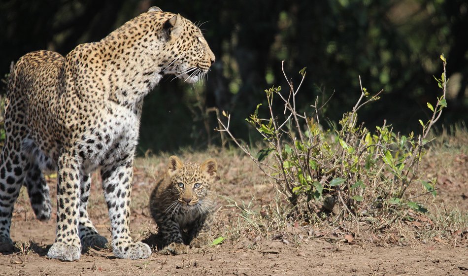 Leopard Kaboso und Baby
