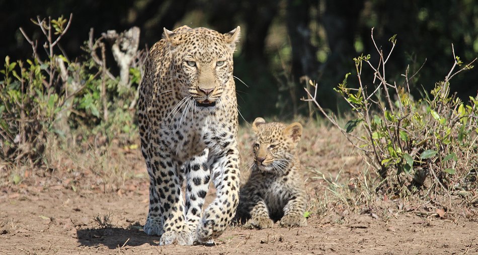 Leopard Kaboso und Baby
