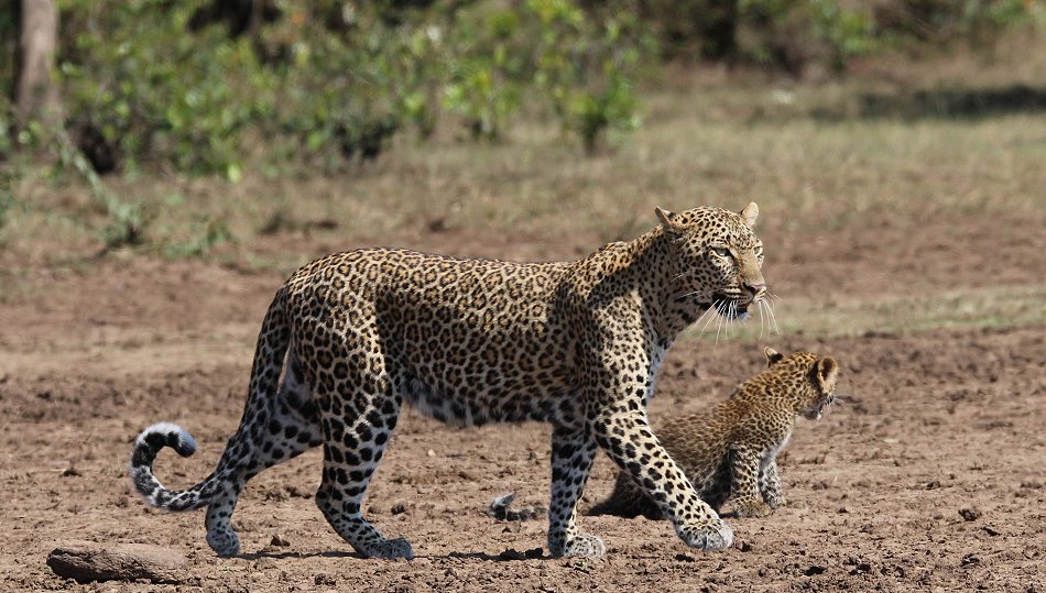 Leopard Kaboso und Baby