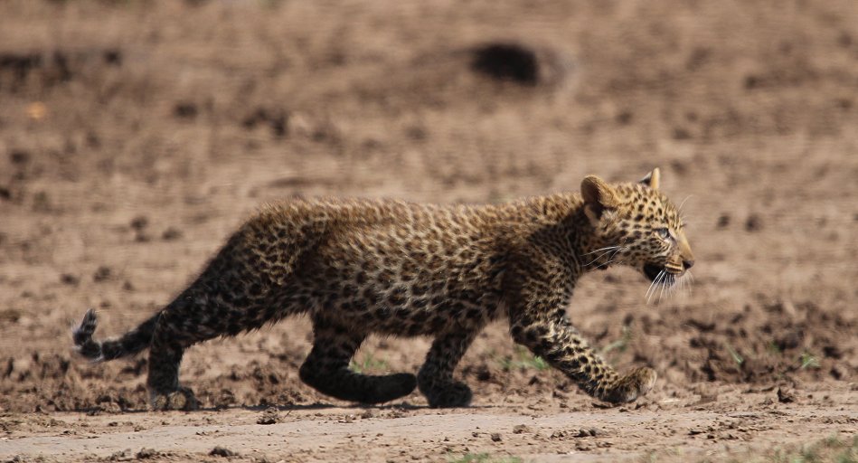 Leoparden Baby