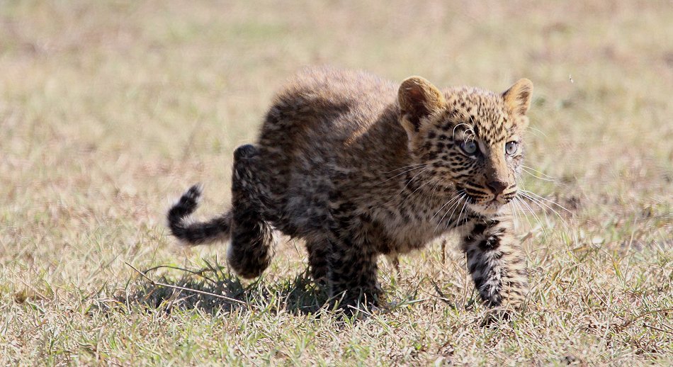 Leoparden Baby