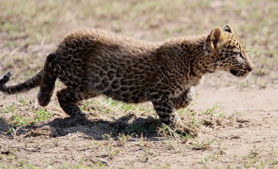 Leoparden Baby