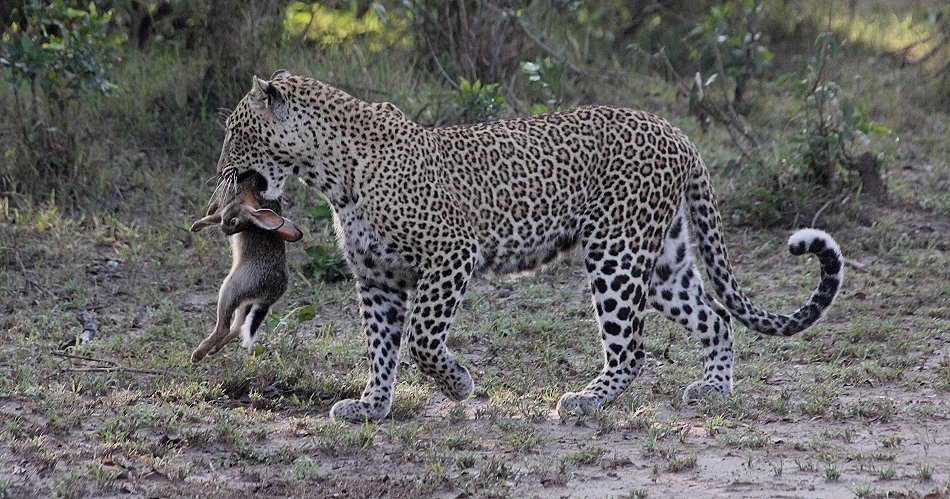 Leopard Kaboso und Baby