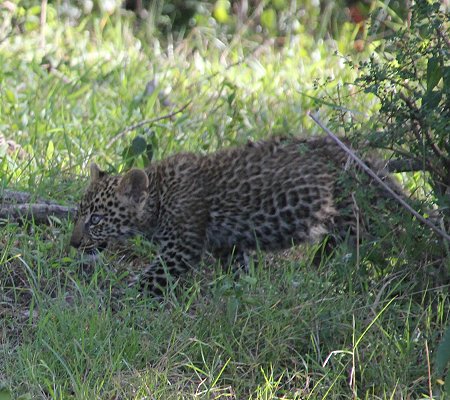 Leopard Kaboso und Baby