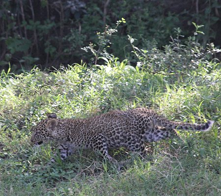 Leopard Kaboso und Baby