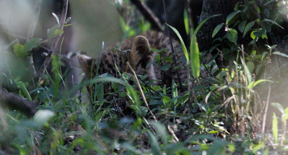 Leopard Kaboso und Baby
