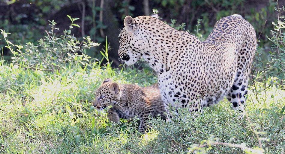 Leopard Kaboso und Baby
