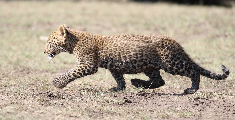 Leopard Kaboso und Baby