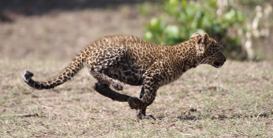 Leopard Kaboso und Baby